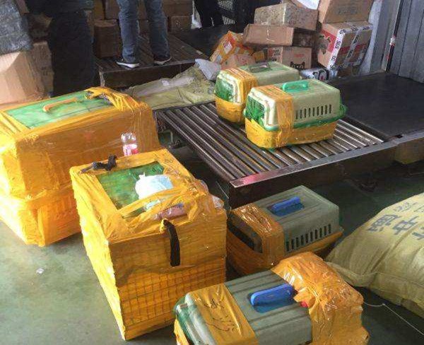 安徽寵物托運(yùn)-安徽航馳貨運(yùn)代理-專業(yè)寵物托運(yùn)(圖1)