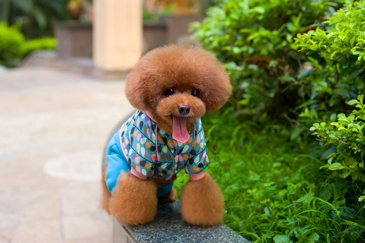 寵物航空托運(yùn)流程(圖1)